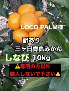 ★LOCO PALM様★専用 訳あり三ヶ日青島みかん10kg