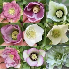 2026年最新】クリスマスローズ開花株の人気アイテム - メルカリ