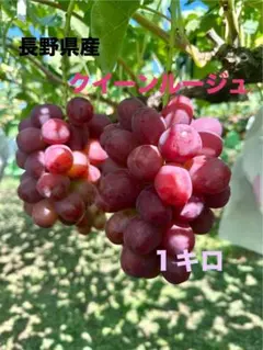 朝採れ 贈答品質 クイーンルージュ、ナガノパープル （1kg以上
