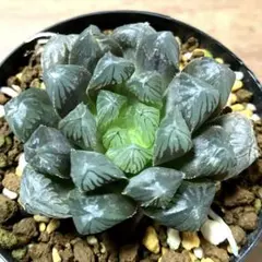 ヨッシー様 リクエスト 4点 まとめ商品