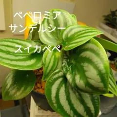ペペロミア　サンデルシー　スイカペペ　根付き
