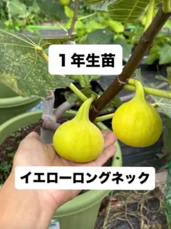 イエロー ロングネック　1年生苗　イチジクのサムネイル