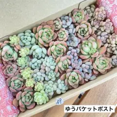 49 多肉植物　多肉弁当　詰め合わせ　寄せ植え　セット　カット苗　韓国苗　セダム