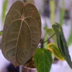 anthurium Besseae aff.PCF Ghost - メルカリ