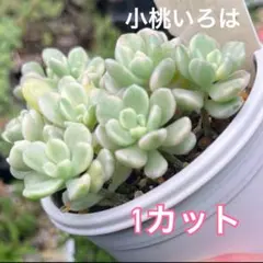 古都の葉さん　小桃いろは　札付き　メルカリ便 2025年最新】古都の 小桃いろはの人気アイテム - メルカリ