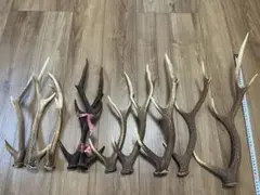 ニホンジカ亜種キュウシュウジカ 四国産 14本セット 鹿の角 - メルカリ