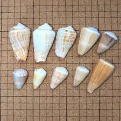 貝殻　イモガイ10個セット