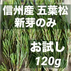 【超！期間限定】信州産　五葉松の新芽　松の新芽　A5ネコポスで発送　お試し量のサムネイル