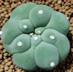 2025年最新】翠冠玉の人気アイテム - メルカリ