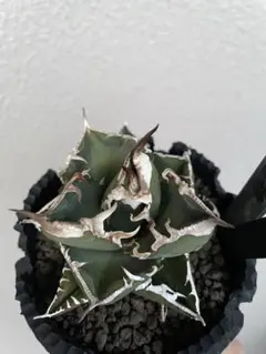 2026年最新】チタノタ sadの人気アイテム - メルカリ