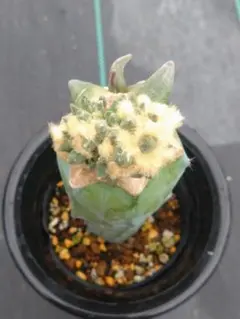 yasu様 リクエスト 2点 まとめ商品