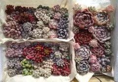 多肉植物カット苗抜き苗詰め合わせセット