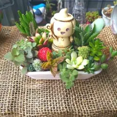 値下げ☆多肉植物☆寄せ植え☆そのまま飾れる☆ハロウィン☆③