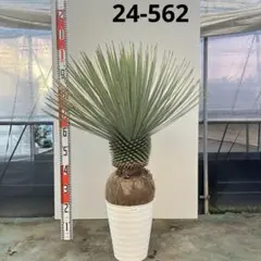 9　特大　ロストラータ　幹太　引き取り限定 9 特大 ロストラータ 幹太 引き取り限定 9 特大 ロストラータ 幹太