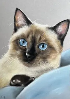 猫 アート・写真