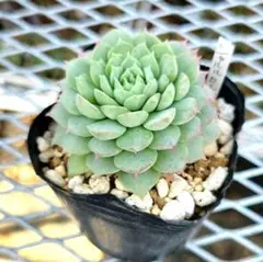 ラス子様 リクエスト 2点 まとめ商品