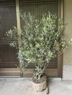 オリーブ ルッカ 古木 盆栽 オリーブの木 - メルカリ