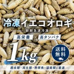 清潔コオロギ 1.2kg 2.0〜2.5cm多め 冷凍コオロギ 1kg - メルカリ