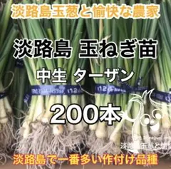 2025年最新】たまねぎ苗の人気アイテム - メルカリ