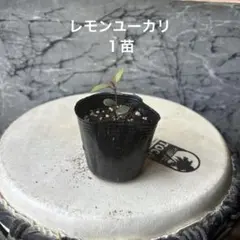 レモンユーカリ　１苗