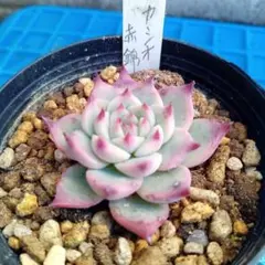 あめたん【プロフご一読ください】様 リクエスト 2点 まとめ商品