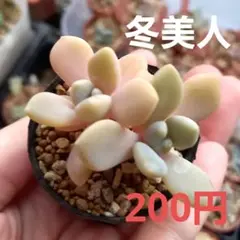 てんてん様 リクエスト 5点 まとめ商品