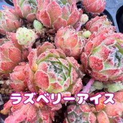 ラズベリーアイス１つセンペルビウム多肉植物のサムネイル