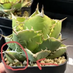 はる様 リクエスト 2点 まとめ商品