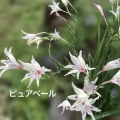 来年用‼️春咲きグラジオラス＊ピュアベール＊不揃い10球根のサムネイル
