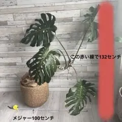 2026年最新】モンステラ根上がりの人気アイテム - メルカリ