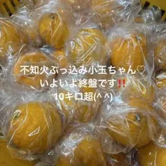 熊本不知火ぶっ込み小玉ちゃんのサムネイル