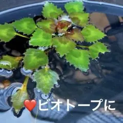 ❤️現物　コオニビシ　1株　レア　ビオトープに　アナカリス　販売　オニビシ　ヒシのサムネイル