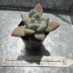 多肉植物　フレーヌ×チワワエンシスイエコラ　抜き苗　エケベリア　ムチムチ