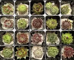 【センペルビウム】お名前付き20種セット④