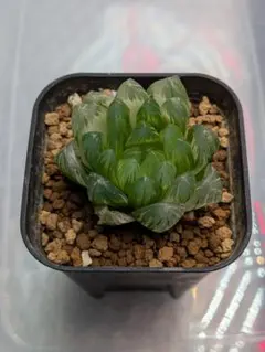 ニ*ケ様 多肉植物 ハオルチア 琥珀オブツーサ錦 鮮明錦 - メルカリ