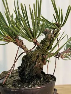 2026年最新】錦松盆栽の人気アイテム - メルカリ