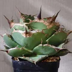 アガベ　黒豹　チタノタのサムネイル