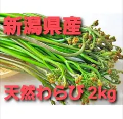 り*マ様 新潟県産 天然わらび 2kg