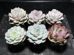 ［鉢ごと］エケベリア6種