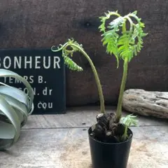 2026年最新】リュウビンタイの人気アイテム - メルカリ