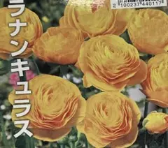 ラナンキュラス 球根 イエロー系 10球 - メルカリ