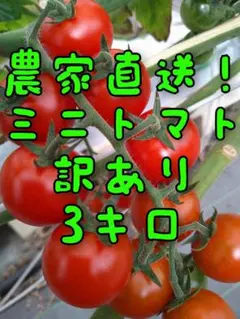 マリーちゃん様専用です‼️熊本県産 農家直送 訳ありトマト9kg以上
