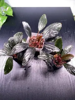 2025年最新】ブセファランドラの人気アイテム - メルカリ