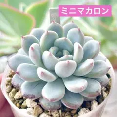 むちむちmiso苗⭐️エレイン×メキシコポルデンシス⭐️多肉 ミソ苗 むちむちmiso苗⭐️エレイン×メキシコポルデンシス⭐️多肉 ミソ苗