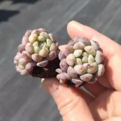 モエマメ♡　抜き苗!!　２個セット　多肉植物　つぶつぶ多肉♡