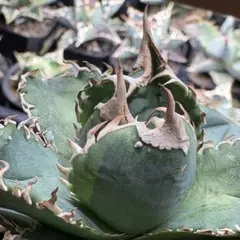 2026年最新】白豪刺の人気アイテム - メルカリ