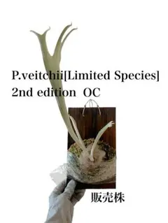 P.veitchii limited species 3 edition親株 - メルカリ