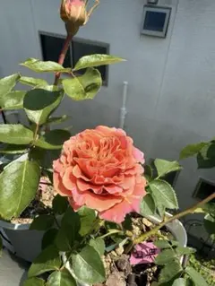 メルカリ