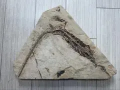 【超貴重】化石 メソサウルス 全身〜半身 50cm 大型プレート 証明タグ付 超貴重】化石 メソサウルス 全身〜半身 50cm 大型プレート 証明タグ付