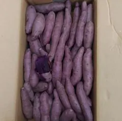 熊本県産　さつまいも　紫いも　ふくむらさき　5キロ